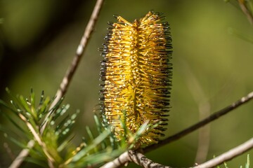 Golden Delight: Exploring the Vibrant Yellow Banksia Flower in NSW, Australia