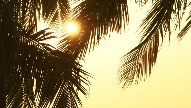Morning sun nature summer background. coconut leaf swaying wind sunrise. Close up sun shines through leaves palm tree.