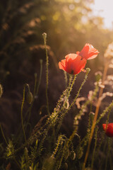 Flowers of poppies in evening light in nature, close-up. Natural summer landscape.