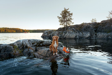 Fototapeta na wymiar dog at lake. Little brave jack russell terrier and Nova Scotia duck tolling retriever in nature. 