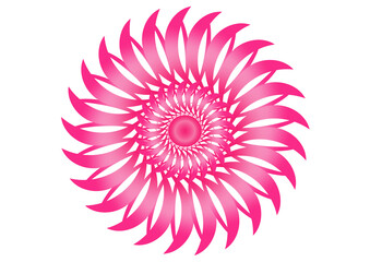 pink gerber daisy
