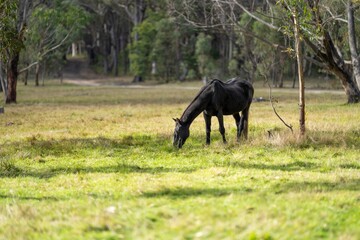 Wild horses grazing on grass on a ranch in America.