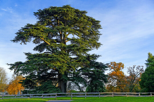 C&egrave;dre du Liban en automne