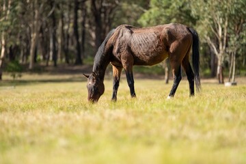 Naklejka na ściany i meble Beautiful Horse in a field on a farm in Australia. Horses in a meadow
