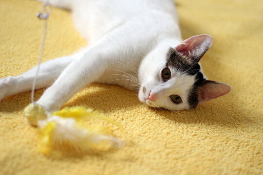 Daily concept of Japanese Bobtail cat living at home