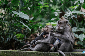 Naklejka na ściany i meble Family of Balinese long-tailed macaque monkey in Ubud monkey forest, Bali, Indonesia.