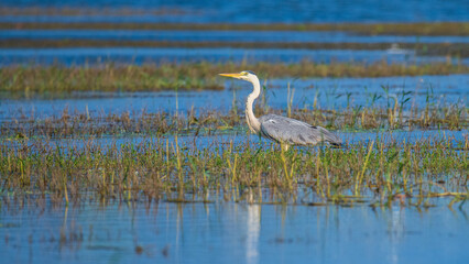 Grey heron (Ardea cinerea) standing still in a wetland.