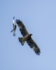 Crow harassing an eagle in the air, clear blue skies in the background.