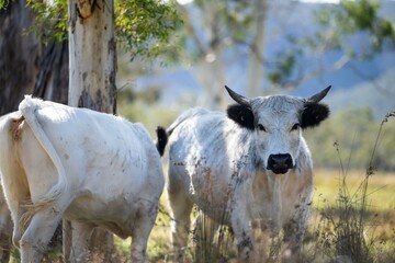 Sustainable produced carbon neutral cattle farm. With cows grazing on native pasture in a field