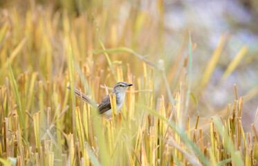 Plain wren-warbler bird foraging in the paddy field reeds in the morning.
