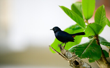 Indian Robin male bird perch close up shot.