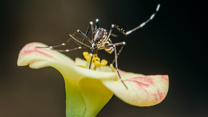 Mosquito perched on Euphorbia milii flower, Selective focus, Macro insect.