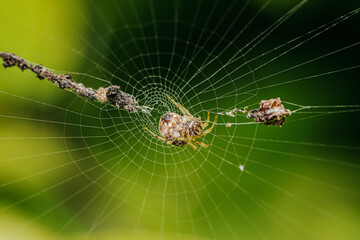 Brown Orb Weaver Spider on web and prey, Wrapping its insect prey in silk with nature background, Selective focus.