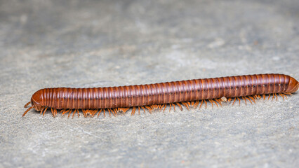 Close up a big millipede crawling on the cement floor, Selective focus.