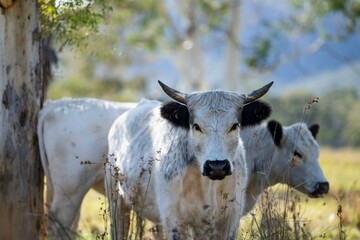 Herd of speckle park cows with horn in a field grazing on pasture on a regenerative, organic, sustainable farm in springtime. Lush green grass