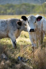 Beautiful Sustainable Cows Grazing on Native Pastures: A Serene Ranching Experience in America