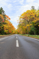 Fototapeta na wymiar 秋の紅葉した並木と道「秋の北海道・屈斜路摩周湖畔線」