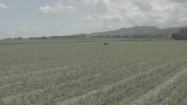 Cain sugar crop, Valle del Cauca, Colombia