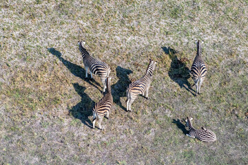 Aerial shot of a herd of Zebras grazing in the Okavango delta wetlands in Botswana.