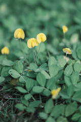 This is a detailed photo of a wild plant that often grows anywhere