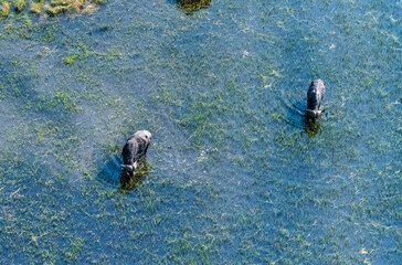 Arial telephoto shot of an African Buffalo -Syncerus caffer- grazing in the Okavango Delta wetlands, Botswana.