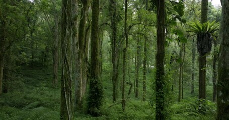 Drone view of Bali. Tropical forest interior. Nature background of a rainforest