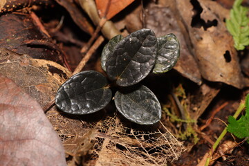 Close up photo of black leaves on the forest floor