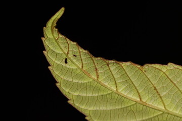 Close up photo of green leaf tip with serate margin