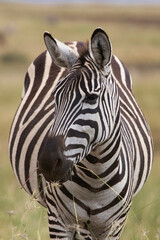 Naklejka premium zebra close up