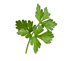 Branch with leaves of green parsley isolated fresh plant on white background