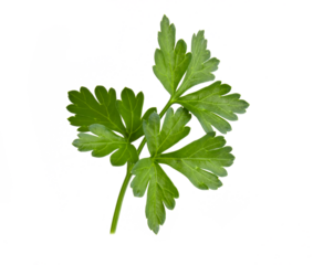 Branch with leaves of green parsley isolated fresh plant on white background