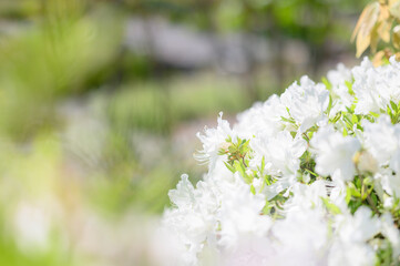 白いツツジの花