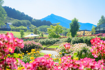 茨城　バラの花と筑波山