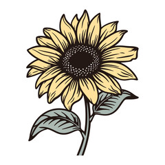 Sunflower with green leaves, sunflower, isolated on white background vector illustration.