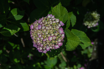 ご近所の立派なあじさい