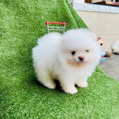 fluffy white puppy green background
