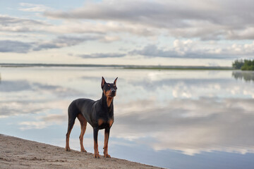 German Standard Pinscher on the beach near the water, on the sea. dog on nature at water