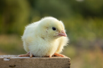 White chicken on a blurred background of nature