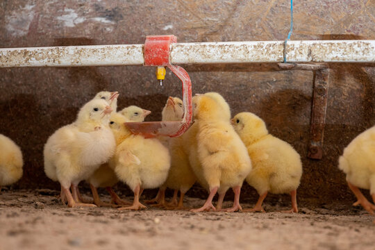 Yellow Chicks Drink Water From A Drinker