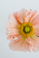 Delicate peach pink poppy flower bud on white background. Aesthetic close up view floral composition