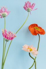 Bouquet of elegant peach, pink poppy and gerbera flowers on blue background. Aesthetic floral...