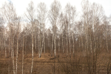Birch forest in early spring. Early spring forest. Early spring forest. the first warm days