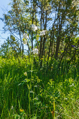 Wild Columbine flowers in the summer