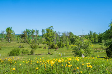 Beautiful meadow landscape with lush trees in and blooming Globeflowers