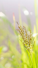 Vertical Grass flowers on soft focus in the morning