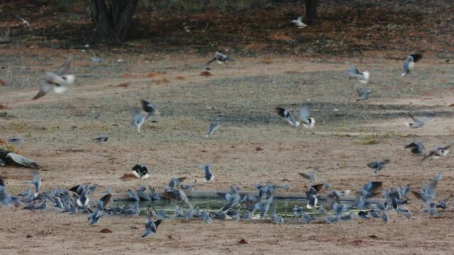 Cape turtle doves drink water early morning