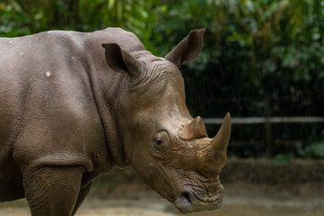 A closeup shot of a white rhinoceros or square-lipped rhino Ceratotherium simum head while playing