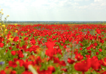 Red tulips decorate a large field