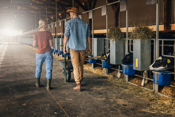 Back view of man and woman walking in a stable with cows. - obrazy, fototapety, plakaty