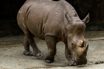 Fototapeta premium A close up photo of an endangered white rhino, rhinoceros face,horn and eye. South Africa
